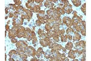 Formalin-fixed, paraffin-embedded human Pancreas stained with Cytochrome C Monoclonal Antibody (SPM389). (Cytochrome C 抗体  (AA 1-80))