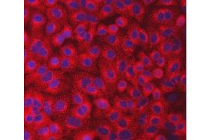 IF analysis of SEC23IP using anti-SEC23IP antibody (ABIN7601222).