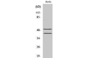 Western Blotting (WB) image for anti-Transcription Factor 7 (T-Cell Specific, HMG-Box) (TCF7) (N-Term) antibody (ABIN3187203)