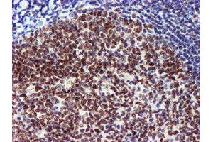 Image no. 12 for anti-Ubiquitin Specific Peptidase 7 (Herpes Virus-Associated) (USP7) antibody (ABIN1498592) (USP7 抗体)