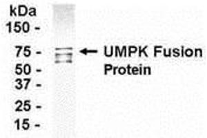 Western Blotting (WB) image for anti-Uridine-Cytidine Kinase 2 (UCK2) (AA 1-261) antibody (ABIN2468114)
