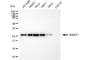 Western blotting analysis using NSMCE1 antibody (ABIN7799621).