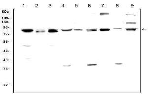 Western blot analysis of MAD1 using anti-MAD1 antibody (ABIN3043387).