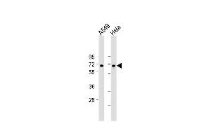 All lanes : Anti-FOXN1 Antibody (Center) at 1:2000 dilution Lane 1: A549 whole cell lysate Lane 2: Hela whole cell lysate Lysates/proteins at 20 μg per lane. (FOXN1 抗体  (AA 350-378))