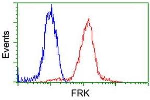 Image no. 1 for anti-Fyn-Related Kinase (FRK) antibody (ABIN1498313) (FRK 抗体)