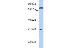 WB Suggested Anti-MAP4K1 Antibody Titration:  0. (MAP4K1 抗体  (N-Term))