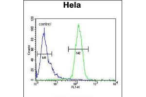 Flow cytometric analysis of Hela cells (right histogram) compared to a negative control cell (left histogram). (CLEC2B 抗体  (AA 59-86))