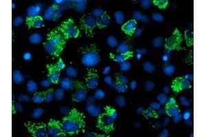 Anti-AK4 mouse monoclonal antibody (ABIN2454867) immunofluorescent staining of COS7 cells transiently transfected by pCMV6-ENTRY AK4 (RC220572). (AK4 抗体)