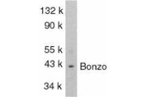Western blot analysis of Bonzo in SW1353 total cells lysate with AP30159PU-N Bonzo antibody at 1/1000 dilution. (CXCR6 抗体  (C-Term))