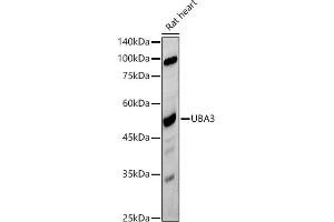 Western blot analysis of extracts of Rat heart, using UB antibody (ABIN7271186) at 1:500 dilution. (UBA3 抗体)