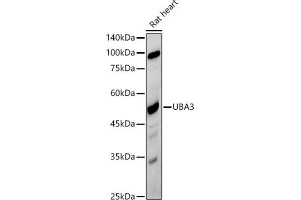 UBA3 抗体