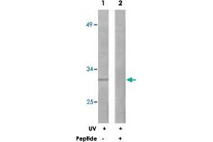 Western blot analysis of extracts from 293 cells, treated with UV (30 mins), using BCL2L1 polyclonal antibody . (BCL2L1 抗体)