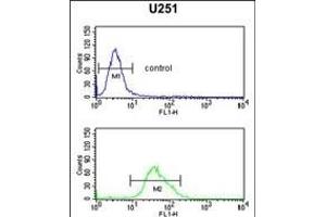 Flow Cytometry (FACS) image for anti-Forkhead Box G1 (FOXG1) (AA 225-252) antibody (ABIN653750)