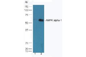Lane 1: HepG2 lysates Lane 2: K562 lysates probed with Rabbit Anti-AMPK alpha-1 Polyclonal Antibody, Unconjugated (ABIN2170161) at 1:300 overnight at 4 °C. (PRKAA1 抗体  (AA 351-450))