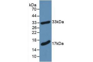 Western blot analysis of recombinant Mouse MBP. (MBP 抗体  (AA 18-222))