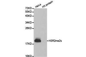 Western blot analysis of extracts of HeLa cell line and H3 protein expressed in E. (Histone 3 抗体  (H3R2me2s))