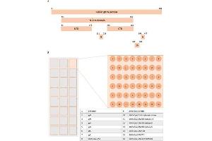 SARS-CoV-2 N protein amino acid coverage on SARS-CoV-2 microarray. (Human IgM isotype control (Biotin))