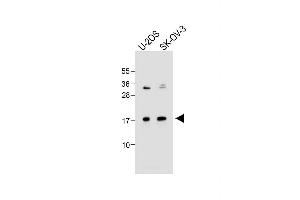 All lanes : Anti-FGF16 Antibody (N-term) at 1:1000 dilution Lane 1: U-2OS whole cell lysate Lane 2: SK-OV-3 whole cell lysate Lysates/proteins at 20 μg per lane. (FGF16 抗体  (N-Term))