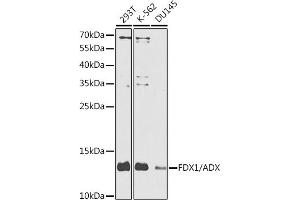 Western blot analysis of extracts of various cell lines, using FDX1/ADX antibody (ABIN6133468, ABIN6140571, ABIN6140572 and ABIN6225119) at 1:1000 dilution. (Ferredoxin1 (FDX1) (AA 1-184) 抗体)