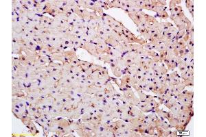 Formalin-fixed and paraffin embedded mouse heart labeled with Anti-CAP1/PARK7 Polyclonal Antibody, Unconjugated (ABIN674739) at 1:200 followed by conjugation to the secondary antibody and DAB staining. (PARK7/DJ1 抗体  (AA 101-189))
