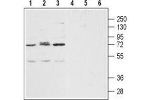 Western blot analysis of human Jurkat acute T cell leukemia (lanes 1 and 4), human SH-SY5Y brain neuroblastoma (lanes 2 and 5) and human THP-1acute monocytic leukemia (lanes 3 and 6) lysates: - 1-3. (CXCR2 抗体  (Extracellular, N-Term))