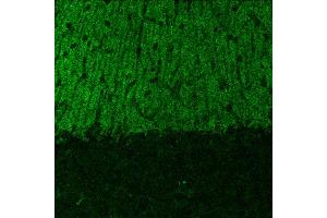 Indirect immunostaining of PFA fixed cerebellum sections (dilution 1 : 500). (SHANK2 抗体  (AA 1042-1475))