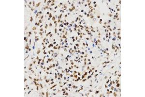 Immunohistochemistry (IHC) image for anti-Histone 3 (H3) (C-Term) antibody (ABIN3023243)