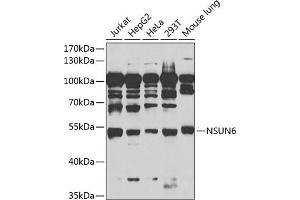 Western blot analysis of extracts of various cell lines, using NSUN6 antibody (ABIN6132426, ABIN6144879, ABIN6144881 and ABIN6217457) at 1:1000 dilution.