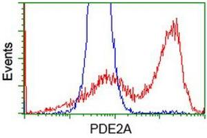 Image no. 2 for anti-phosphodiesterase 2A, CGMP-Stimulated (PDE2A) antibody (ABIN1500084) (PDE2A 抗体)