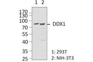 Western Blotting (WB) image for anti-DEAD (Asp-Glu-Ala-Asp) Box Polypeptide 1 (DDX1) antibody (ABIN2664923) (DDX1 抗体)