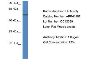Western Blotting (WB) image for anti-Flavin Containing Monooxygenase 1 (FMO1) (N-Term) antibody (ABIN785156) (FMO1 抗体  (N-Term))
