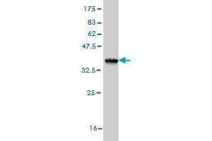 Western Blot detection against Immunogen (36. (EPH Receptor A4 抗体  (AA 887-986))