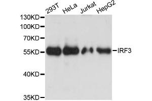 Western blot analysis of extracts of various cell lines, using IRF3 antibody. (IRF3 抗体)