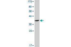 Western Blot detection against Immunogen (36. (APOL3 抗体  (AA 240-336))