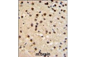 FKBP10 Antibody (N-term) (ABIN391572 and ABIN2841509) IHC analysis in formalin fixed and paraffin embedded mouse brain tissue followed by peroxidase conjugation of the secondary antibody and DAB staining. (FKBP10 抗体  (AA 57-87))