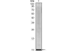Western blot analysis using IL8 antibody against IL8 recombinant protein. (IL-8 抗体)