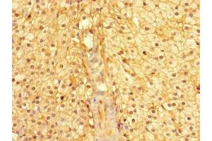 Immunohistochemistry of paraffin-embedded human adrenal gland tissue using ABIN7160974 at dilution of 1:100 (CYB5R1 抗体  (AA 29-305))