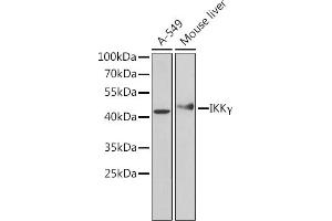 Western blot analysis of extracts of various cell lines, using IKKγ Antibody (ABIN6130478, ABIN6142284, ABIN6142286 and ABIN7101404) at 1:1000 dilution. (IKBKG 抗体  (AA 1-419))
