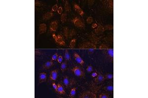 Immunofluorescence analysis of C6 cells using PDE12 Rabbit pAb (ABIN7269299) at dilution of 1:100. (PDE12 抗体  (AA 17-300))