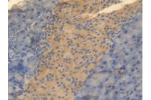 IHC-P analysis of Mouse Pancreas Tissue, with DAB staining. (CNTF 抗体  (AA 2-198))