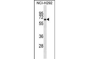 Western blot analysis in NCI-H292 cell line lysates (35ug/lane). (Kelch-like protein 41 (KLHL41) (AA 547-575), (C-Term) 抗体)