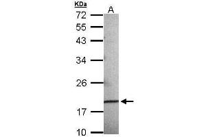 WB Image Sample (30 ug of whole cell lysate) A: 293T 12% SDS PAGE antibody diluted at 1:500 (AGR3 抗体  (Center))