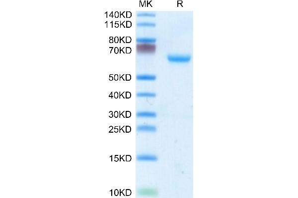 CHODL Protein (AA 22-216) (Fc Tag)