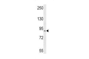 Western blot analysis in CEM cell line lysates (35ug/lane). (RRP1B 抗体  (N-Term))