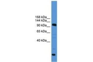 Image no. 1 for anti-Ubiquitin Specific Peptidase 15 (USP15) (AA 691-740) antibody (ABIN6745393) (USP15 抗体  (AA 691-740))