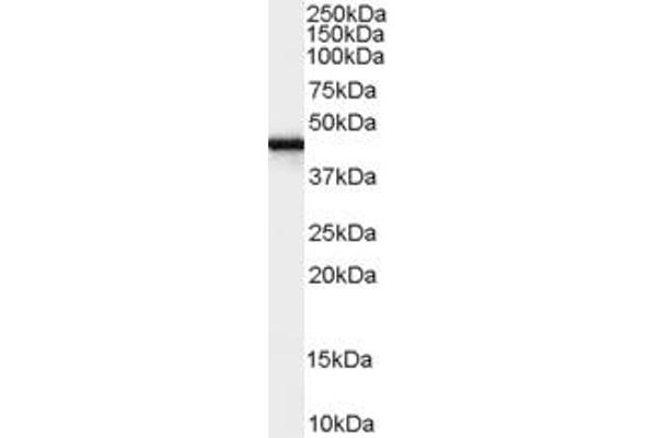 FEZ1 抗体  (Internal Region)