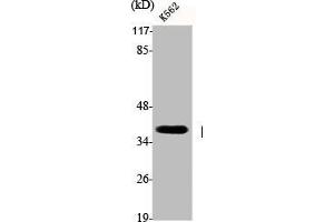 Western Blot analysis of K562 cells using DNA pol β Polyclonal Antibody (POLB 抗体  (C-Term))