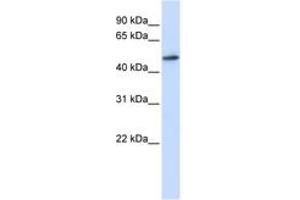 Image no. 1 for anti-RNA Guanine-7 Methyltransferase (RNMT) (AA 108-157) antibody (ABIN6742982) (RNMT 抗体  (AA 108-157))