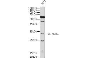 Western blot analysis of extracts of 293T cells, using SET/T antibody (ABIN6131353, ABIN6147631, ABIN6147634 and ABIN6221803) at 1:500 dilution. (SET/TAF-I 抗体  (AA 1-277))