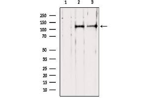 Western blot analysis of extracts from various samples, using PER1 Antibody. (PER1 抗体  (N-Term))